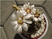 b9ccc375-Picture 3075.jpg